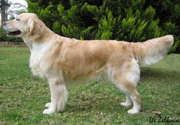 GOLDEN RETRIEVER DE ZELKOVA. GOLDEN RETRIEVER